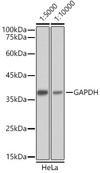 HRP-conjugated Goat anti-Mouse IgG (H+L)