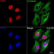 Cy3-conjugated Goat anti-Rabbit IgG (H+L)