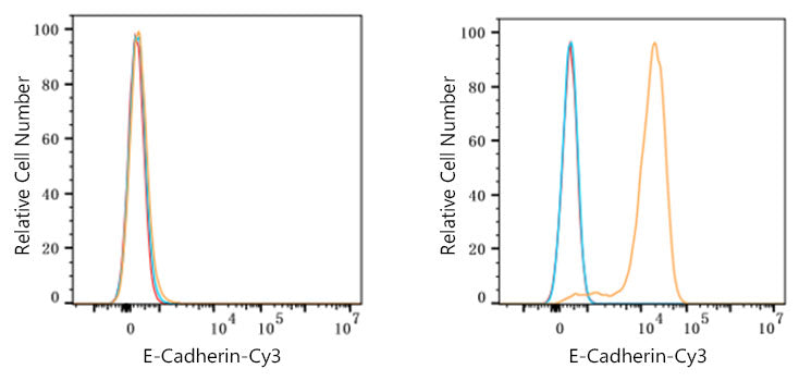 Cy3-conjugated Goat anti-Rabbit IgG (H+L)