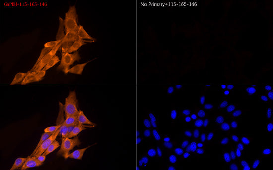 Cy3-conjugated Goat anti-Mouse IgG (H+L)
