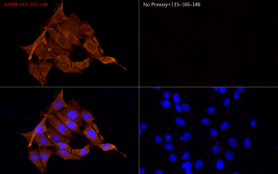 Cy3-conjugated Goat anti-Mouse IgG (H+L)
