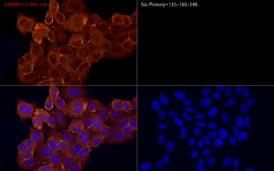 Cy3-conjugated Goat anti-Mouse IgG (H+L)