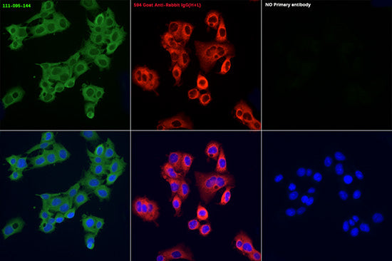 FITC-conjugated Goat anti-Rabbit IgG (H+L)