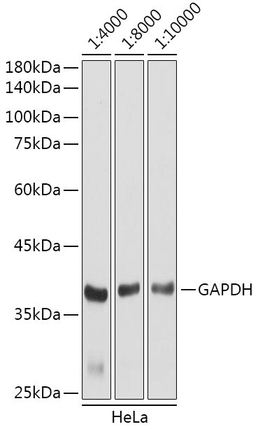 HRP-conjugated Goat anti-Rabbit IgG (H+L)