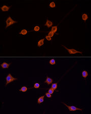 TRITC-conjugated Goat anti-Mouse IgG (H+L)