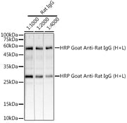 HRP-conjugated Goat anti-Rat IgG (H+L)