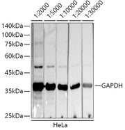 HRP-conjugated Donkey anti-Mouse IgG (H+L)