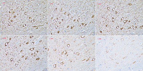 HRP-conjugated Donkey anti-Mouse IgG (H+L)