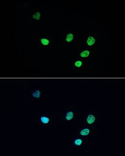 ABflo® 488-conjugated Donkey anti-Rabbit IgG (H+L)