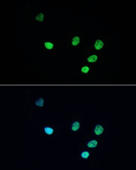 ABflo® 488-conjugated Donkey anti-Rabbit IgG (H+L)