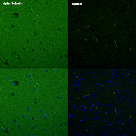 ABflo® 488-conjugated Goat anti-Mouse IgG (H+L)