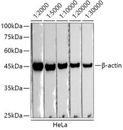 HRP-conjugated Donkey anti-Rabbit IgG (H+L)