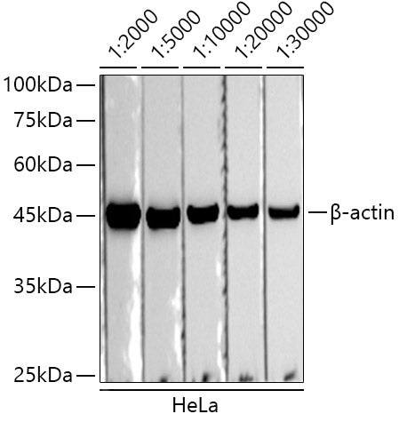 HRP-conjugated Donkey anti-Rabbit IgG (H+L)