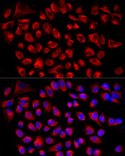 ABflo® 594-conjugated Goat anti-Rabbit IgG (H+L)
