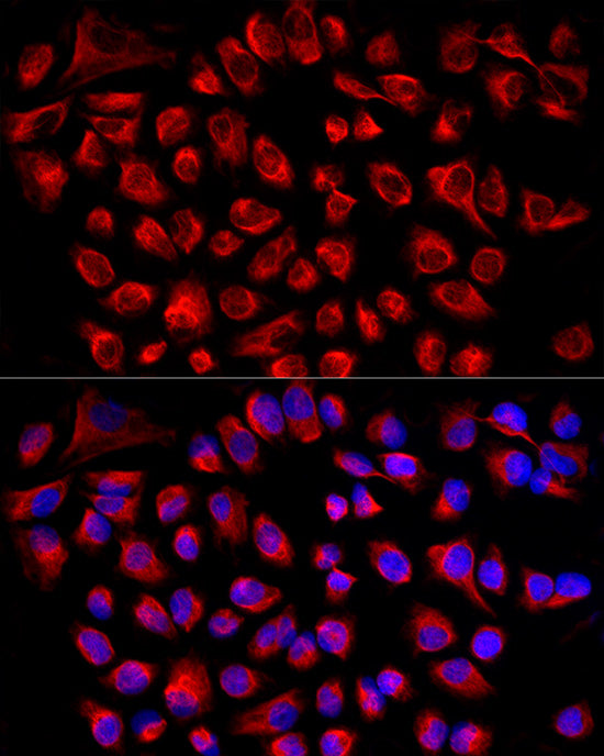 ABflo® 594-conjugated Goat anti-Rabbit IgG (H+L)