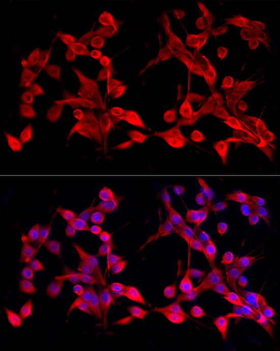ABflo® 594-conjugated Goat anti-Rabbit IgG (H+L)