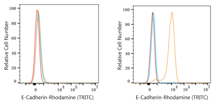 Rhodamine (TRITC)-conjugated Goat anti-Rabbit IgG (H+L)