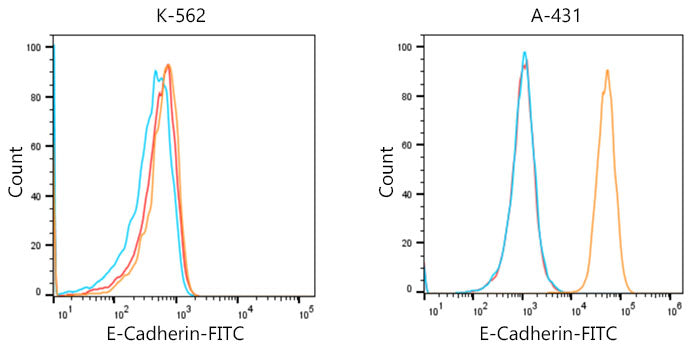 FITC-conjugated Donkey anti-Rabbit IgG (H+L)