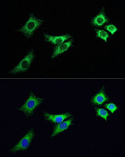 ABflo® 488-conjugated Goat anti-Rabbit IgG (H+L)