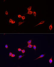 ABflo® 594-conjugated Goat anti-Mouse IgG (H+L)