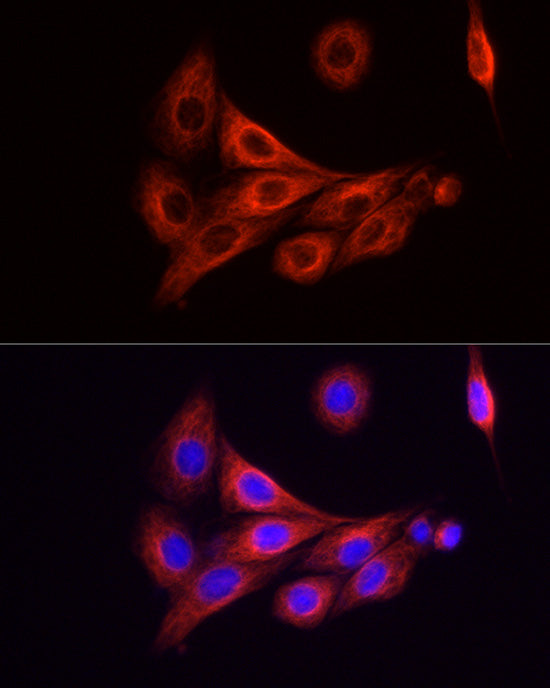 ABflo® 594-conjugated Goat anti-Mouse IgG (H+L)
