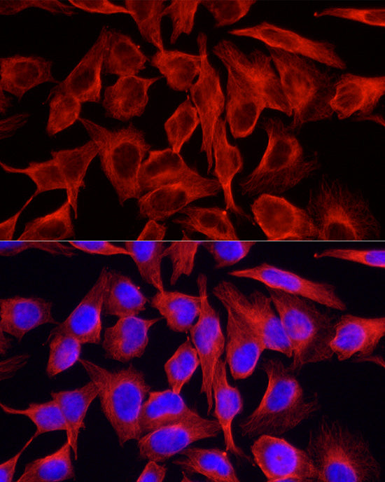 ABflo® 594-conjugated Goat anti-Mouse IgG (H+L)