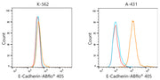 ABflo® 405-conjugated Goat anti-Rabbit IgG (H+L)
