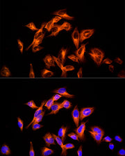 ABflo® 555-conjugated Goat anti-Mouse IgG (H+L)