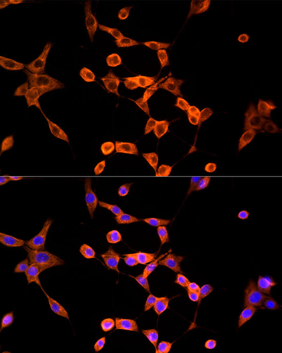ABflo® 555-conjugated Goat anti-Mouse IgG (H+L)