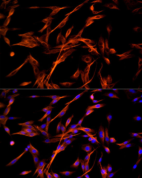 ABflo® 555-conjugated Goat anti-Mouse IgG (H+L)