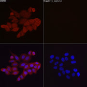 ABflo® 555-conjugated Goat anti-Rabbit IgG (H+L)