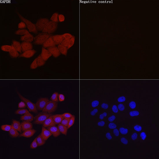 ABflo® 555-conjugated Goat anti-Rabbit IgG (H+L)