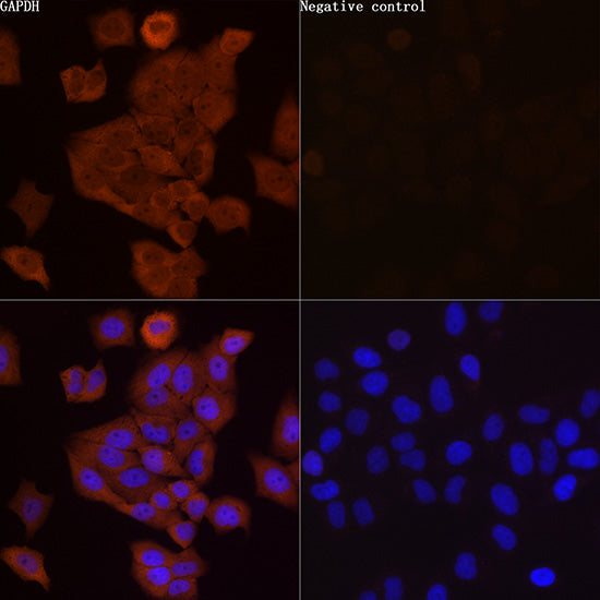 ABflo® 555-conjugated Goat anti-Rabbit IgG (H+L)