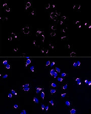 ABflo® 647-conjugated Goat anti-Rabbit IgG (H+L)