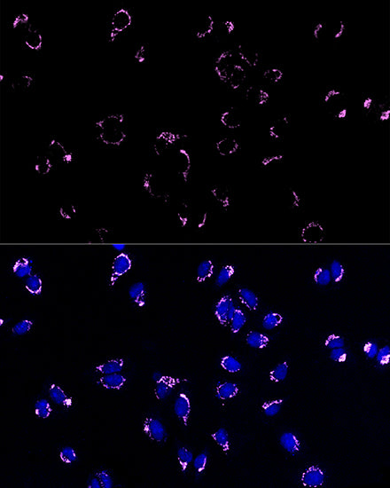 ABflo® 647-conjugated Goat anti-Rabbit IgG (H+L)