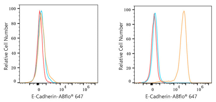 ABflo® 647-conjugated Goat anti-Rabbit IgG (H+L)