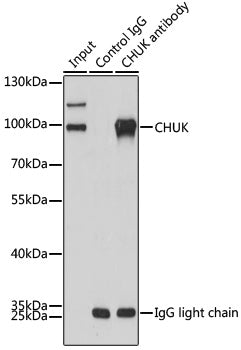 HRP-conjugated Mouse anti-Rabbit IgG Light Chain