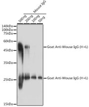 Goat Anti-Mouse IgG (H+L)