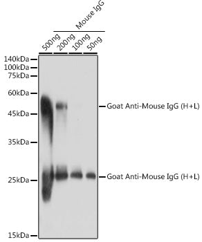 Goat Anti-Mouse IgG (H+L)