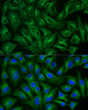 ABflo® 488-conjugated Goat anti-Rabbit IgG (H+L)