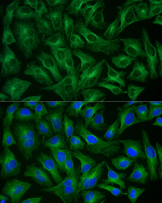ABflo® 488-conjugated Goat anti-Rabbit IgG (H+L)