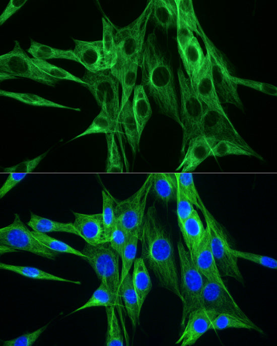 ABflo® 488-conjugated Goat anti-Rabbit IgG (H+L)