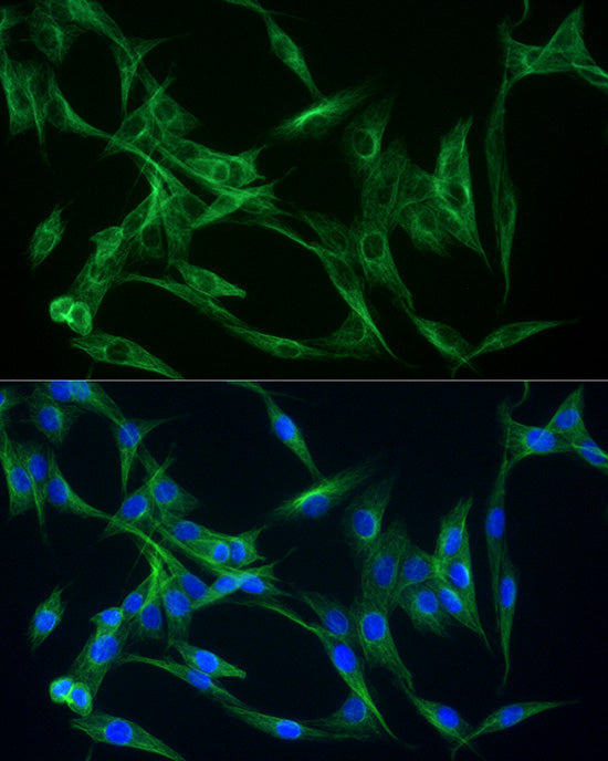 ABflo® 488-conjugated Goat anti-Rabbit IgG (H+L)
