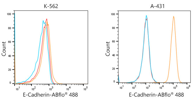 ABflo® 488-conjugated Goat anti-Rabbit IgG (H+L)