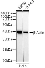 HRP-conjugated Mouse anti-Rabbit IgG (H+L)