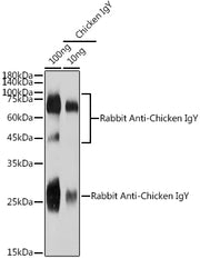 Rabbit Anti-Chicken IgY (H+L)