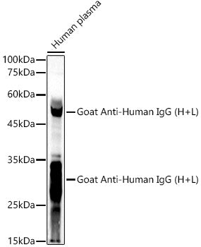 Goat Anti-Human IgG (H+L)