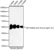 HRP-conjugated Rabbit anti-Human IgG1 (Fc)  mAb