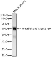 HRP conjugated Rabbit-Mouse IgM (Fc) mAb