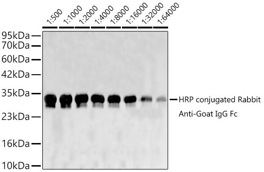 HRP-conjugated Rabbit anti-Goat IgG Fc mAb